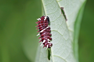 Gewöhnlicher Parides