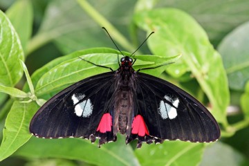 Gewöhnlicher Parides