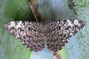 Grauer Mosaikfalter