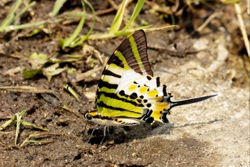 Fünfstrich-Schwertschwanz