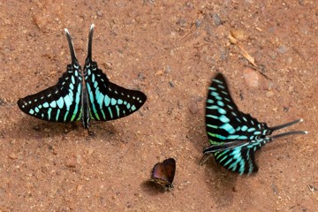 Graphium policenes