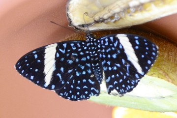 Hamadryas laodamia