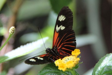 Heliconius demeter