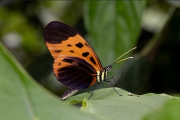 Heliconius numata