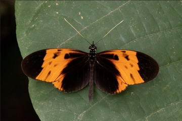 Heliconius numata