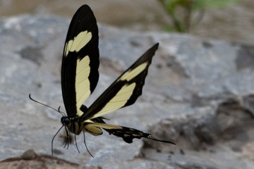 Heraclides torquatos