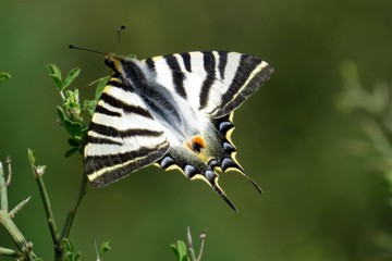 Iberischer Segelfalter