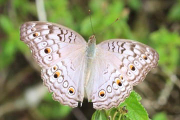 Junonia atlites