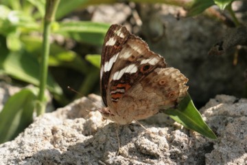 Junonia oenone