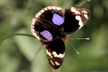 Junonia oenone