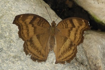 Junonia iphita