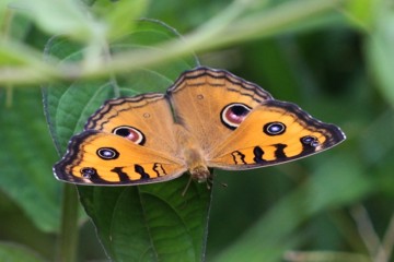 Junonia almana