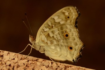 Junonia lemonias