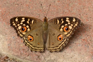 Junonia lemonias