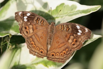 Junonia natalica