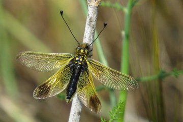 Libelloides icterus