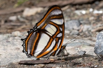 Metamorpha elissa