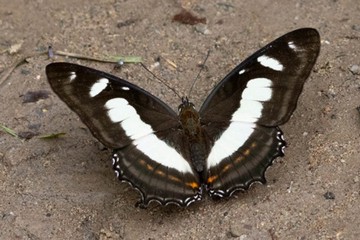 Metamorpha elissa