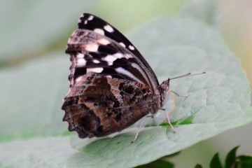 Mexikanischer Blauflügelfalter