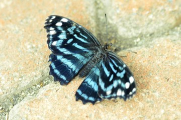 Mexikanischer Blauflügelfalter