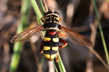 Milesia semiluctifera