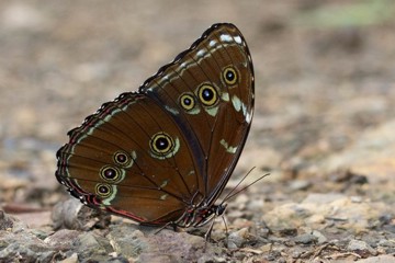 Morpho achilles