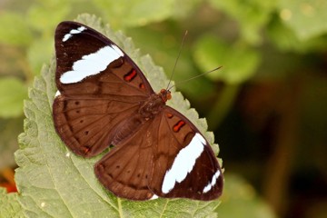 Nessaea auglara