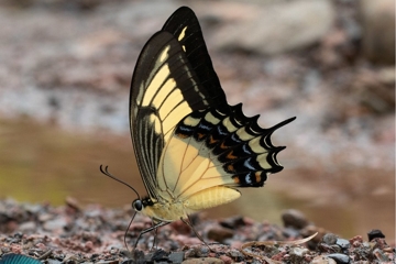 Papilio androgeus