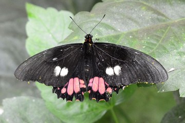 Rotgetüpfelter Schwalbenschwanz