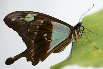 Papilio phorcas