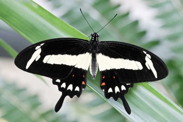 Papilio torquatus