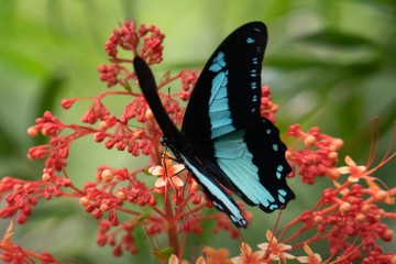 Papilio sosia