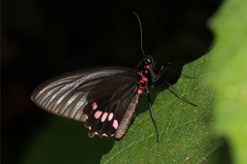 Parides neophilus