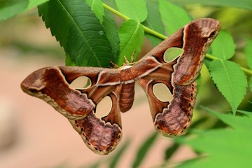 Rothschildia cincta