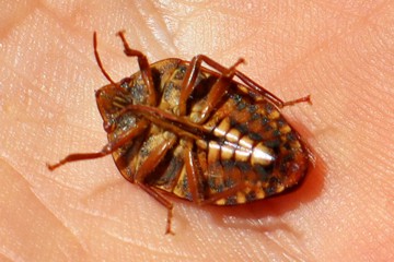Solenosthedium bilunatum