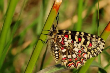 Spanischer Osterluzeifalter