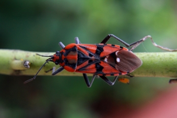 Spilostethus pandurus