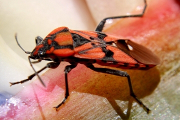 Spilostethus pandurus