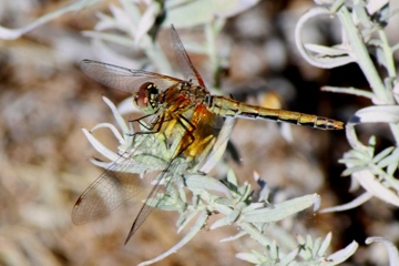 Sympetrum semicinctum