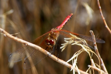 Sympetrum semicinctum