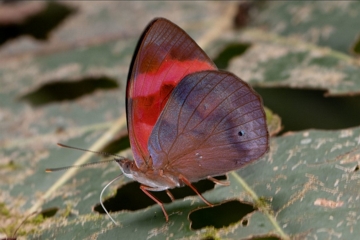 Temenis pulchra