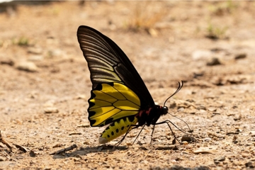 Troides aeacus