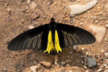 Troides aeacus