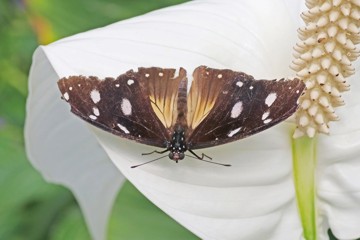 Veränderliche Eierfliege