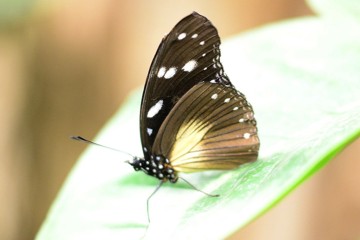 Veränderliche Eierfliege