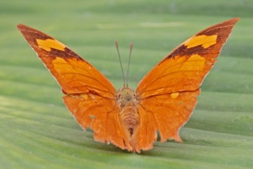 Wandelndes Blatt