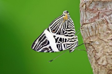 Zebra-Mosaikfalter