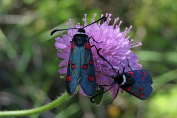 Zygaena lavandulae