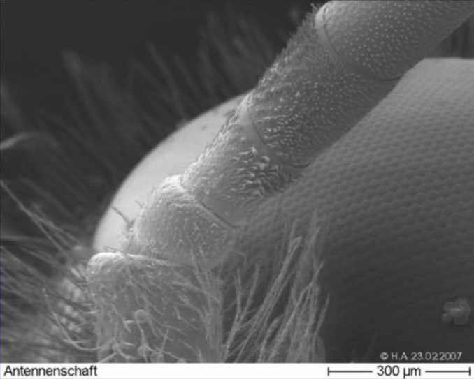 Antenne einer Blattschneiderbiene