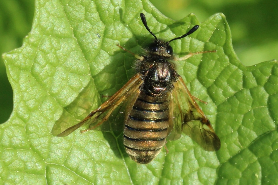 Abia lonicerae